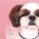 퀸펫살롱 이미지