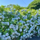 동광리-9 이미지