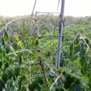 고교농장(2) 이미지