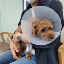 로뎀나무의원 이미지