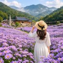 봉천사 | 문경 개미취 명소 추천｜문희농원·봉천사 꽃축제 솔직 후기 &amp; 꿀팁 정리