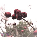 산사나무 열매 이미지