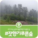 잣향기푸른숲 목공방 | [공지] [가평잣향기푸른숲]비가 내리는 날에 방문해야하는 이유 세가지(2026)