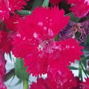 신근열 | 강현의 고대(120) 임나일본부설의 허구(10) 웅략천황기의 임나(2)