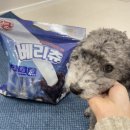 슈퍼베리 | 강아지 치석제거에 탁월한 코스트코개껌 추천 슈퍼포우베리츄