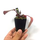 비바리움매니아 이미지