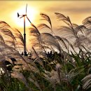 하늘공원 이미지