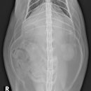 백호동물병원 이미지