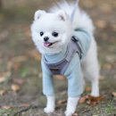 미즈펫