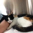 킴리동물병원 이미지