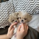 하남강아지 이미지