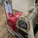 솜띠 | 제주도 애견동반여행1 : 진에어,SK렌터카,재벌식당,외도339,약천사,모메든식당,더클리프