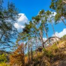 소나무숲 방주산장 이미지