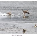 백조 이미지