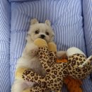 멍멍이냥 이미지