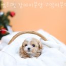 삼산사거리(40691) 이미지