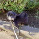 홍익메디칼동물병원 | 안양24시동물병원 비타민 강아지 심장검진 B2 심장병 진단 후기