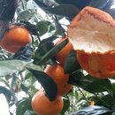 알뜰농장 이미지