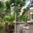 신미림초등학교 이미지