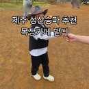 795 | 제주 성산승마 목장카페밭디 아이와승마체험 말인형 후기
