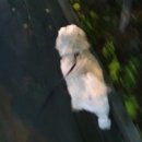 언양닭칼국수 장림점 이미지