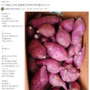 해남 햇밤고구마(한입 크기) 10키로 2만원 무료배송 이미지