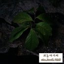 다모아농장 이미지