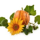 호박꽃식품 이미지