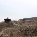 매화랜드 이미지