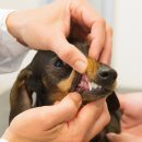 미소동물치과병원 이미지