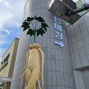 홍천인삼팜
