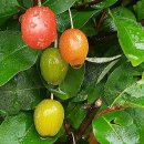 비내섬의 아침 이미지