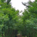 우포굴렁쇠민박 이미지