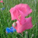 공지천 산책로 이미지