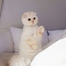 호야트레이드 이미지