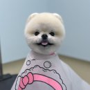 왈로하그루밍 이미지