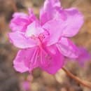 예천<b>노리터</b> ᆢ우리산 꾸미기 <b>프로젝트</b> 4년차~~