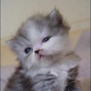 착한 고양이 이미지