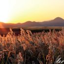 순천만 갈대밭 이미지