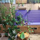 사랑의 뜰안 이미지