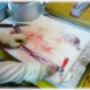 자갈치산꼼장어 이미지