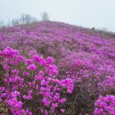 방동경로회관 | 밀양 종남산 최단등산코스 팔각정-진달래군락지-정상