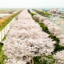 낙동강제방(강서30리벚꽃길) 이미지