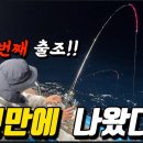 통영 홍도 한치 오징어 낚시 이미지