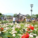 곡성 섬진강 기차마을 이미지