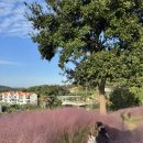 지중해아침2 | 태안 안면도 여행 숙소 추천 핑크뮬리, 수영장, 개별바베큐 지중해아침펜션 그리스 룸 후기