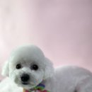 비비펫미용 이미지