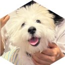 누이단팥빵 | 완주 여행 코스, 친절한 사장님과 엔틱한 분위기에 반한 전주한옥마을 애견동반 가능 카페 '누이단팥빵'
