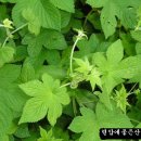 덩쿨농장 이미지