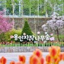 용인 자작나무숲 펜션 이미지